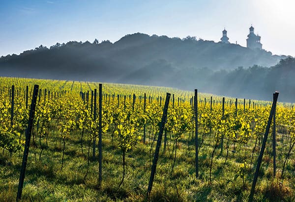 Winnica Srebrna G&oacute;ra/k Krakowa, w tle wieże klasztoru Kameduł&oacute;w na Bielanach